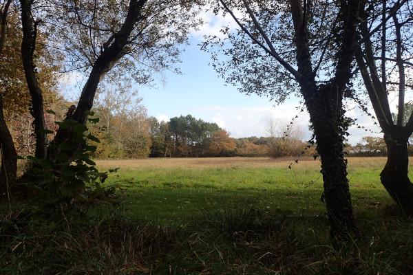 Le bois de petits chênes © Gwenaël Le Corre